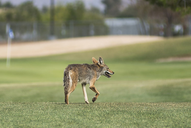 A desert coyote is seen at Black Mountain golf course in Henderson on Friday, June 26, 2015. (Martin S. Fuentes/Las Vegas Review-Journal)