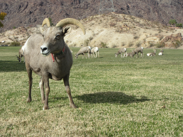 A bighorn sheep wearing a collar from an earlier capture grazes in Boulder City's Hemenway Park on Dec. 13. According to wildlife officials, the herd showed some improvement last year, but it is s ...