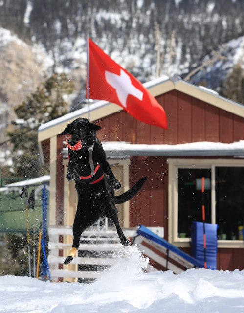 Avalanche rescue dog Lida, who is nearly 2 years old, catches a toy to be thrown during a training exercise at Lee Canyon ski resort on Mount Charleston on Thursday, Feb. 23, 2017, in Las Vegas. B ...