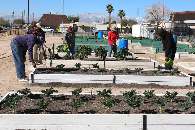 Volunteers, including Charlie Blake, 73, left,  James Johnson, 80, second left, and Harry Dodd, right, work at Zion Choice Neighborhood Community Garden on Wednesday, Feb. 1, 2017, in North Las Ve ...