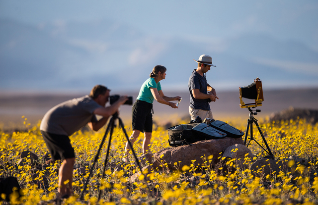 Death Valley will not see a repeat this year of the so-called "super bloom" that drew these photographers to the park on Feb. 27, 2016, and shattered attendance records. Instead, a bumper crop of  ...