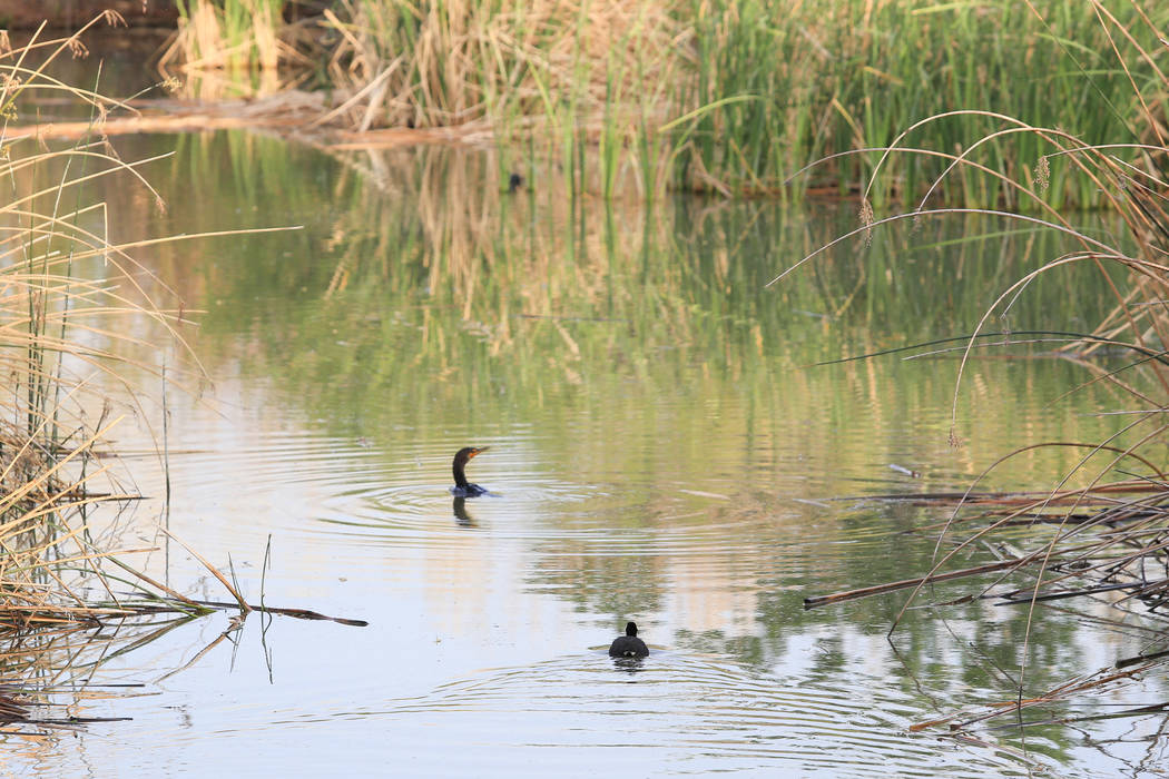 Birds sit in water during a bird watching walk at Clark County Wetlands Park in Las Vegas on International Migratory Bird Day, Saturday, March 18, 2017. (Brett Le Blanc/Las Vegas Review-Journal) @ ...