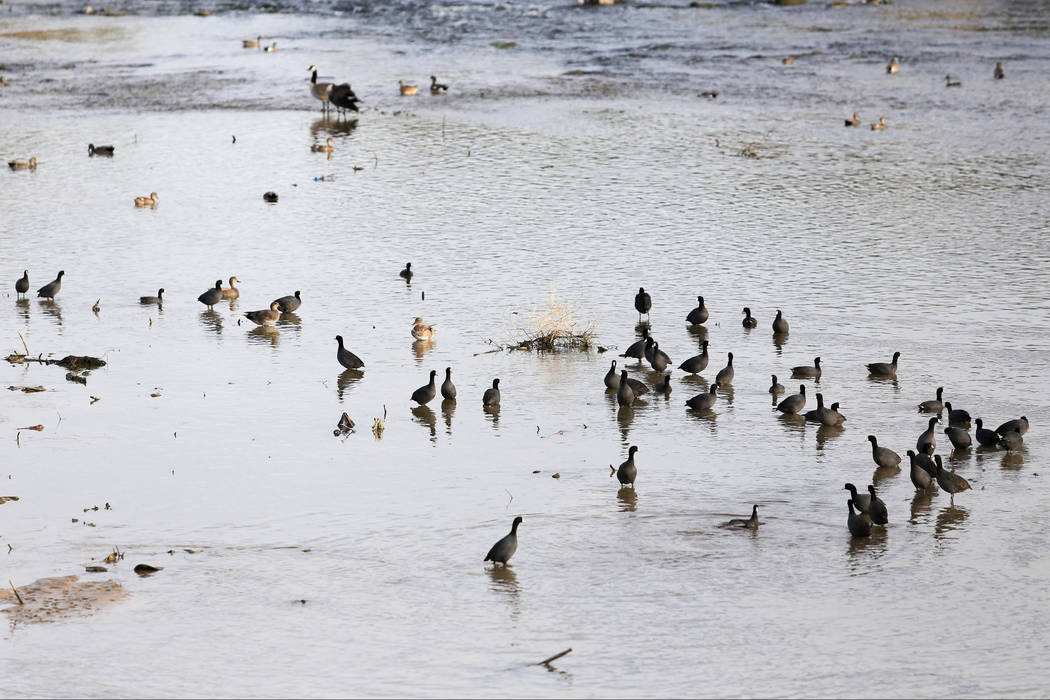 Birds sit and stand in water during a bird watching walk at Clark County Wetlands Park in Las Vegas on International Migratory Bird Day, Saturday, March 18, 2017. (Brett Le Blanc/Las Vegas Review- ...
