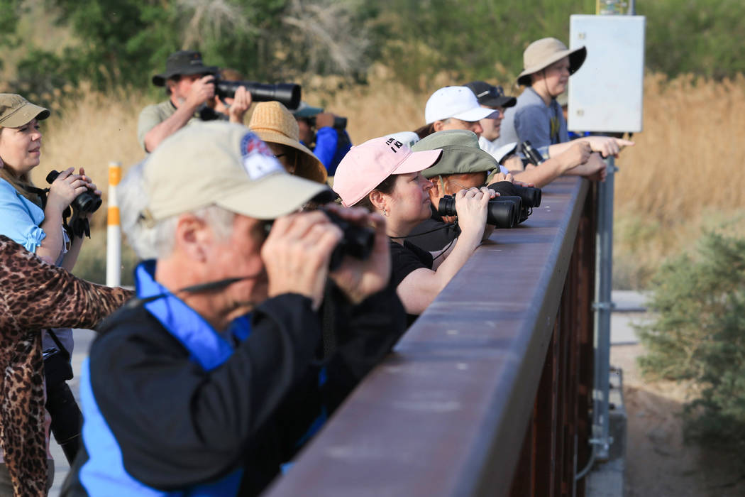 With binoculars raised, onlookers watch birds during a guided walk at Clark County Wetlands Park in Las Vegas on International Migratory Bird Day, Saturday, March 18, 2017. (Brett Le Blanc/Las Veg ...