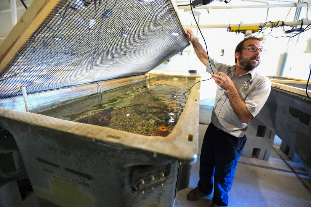 Nevada Deparment of Wildlife Hatchery Biologist Eric Laux opens a tank containing Moapa Dace fish at the Lake Mead Fish Hatchery in Las Vegas on Friday, March 17, 2017. (Brett Le Blanc/Las Vegas R ...