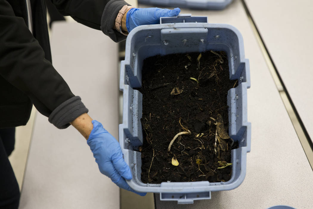 Bev Patton, program manager for Green Our Planet, handles compost during a worm composting class for local teachers at Lake Elementary School on Saturday, March 25, 2017, in Las Vegas. (Erik Verdu ...