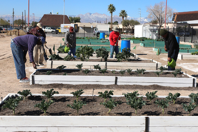 Volunteers, including Charlie Blake, left, James Johnson, second left, and Harry Dodd, right, work at Zion Choice Neighborhood Community Garden on Wednesday, Feb. 1, 2017, in North Las Vegas. (Bi ...