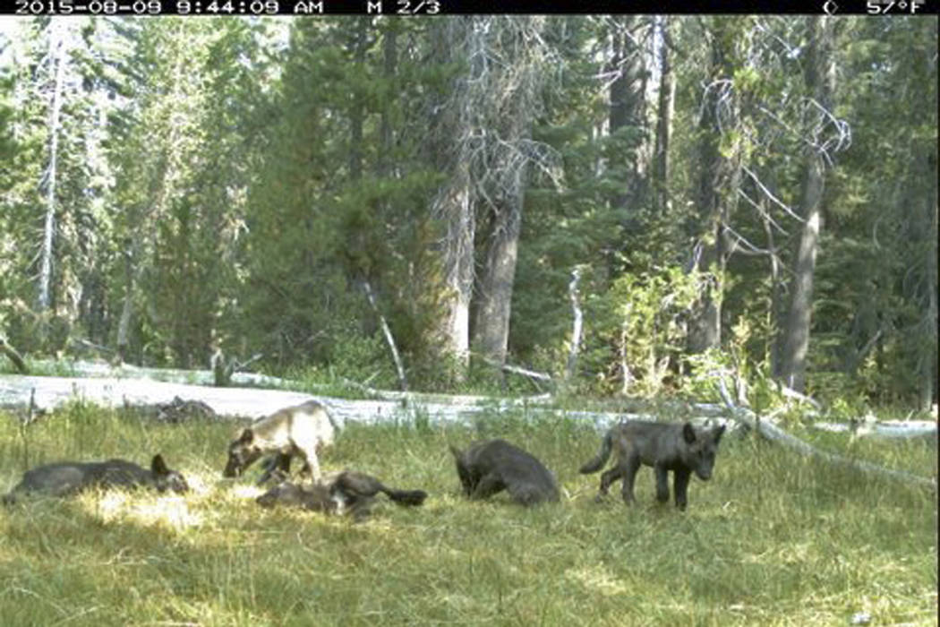 The Shasta pack on August 9, 2015. (California Dept. of Fish and Wildlife via AP)