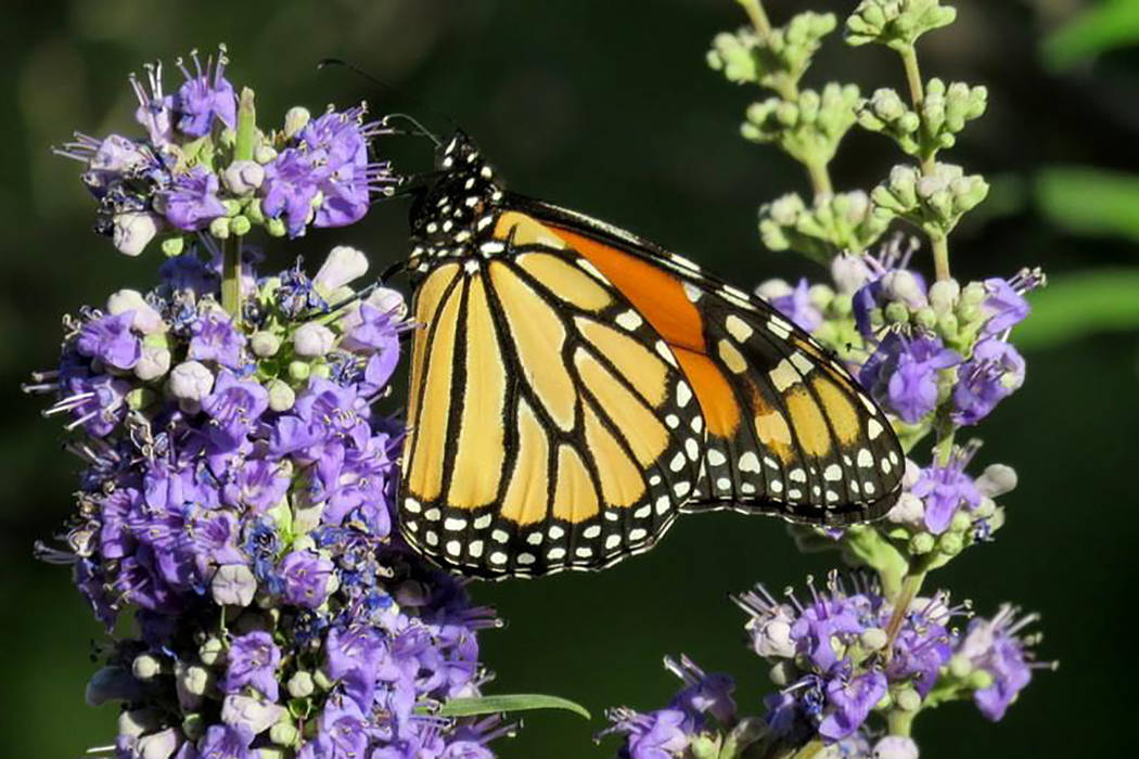 New Nevada butterfly rest area intended to be first in a network Las