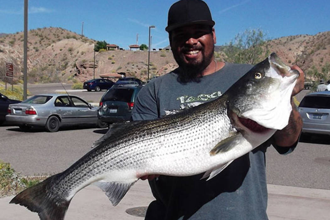 Some fish stories turn into science experiments