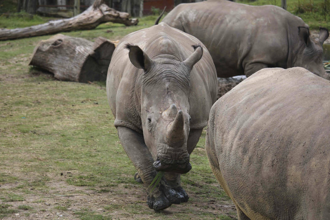 This undated photo provided Tuesday March 7, 2017 by the Thoiry zoo shows the rhinoceros Vince, center, at the zoo, west of Paris. A zoo director says a five-year-old Rhinoceros living in the wild ...