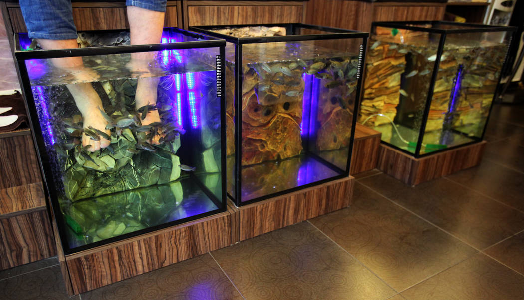 where to get a fish pedicure in las vegas where to get a fish pedicure in las vegas