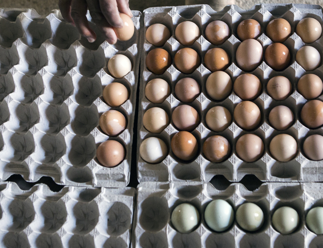 Farmhand Ernesto Jimenez carts fresh organic eggs in Amargosa Valley on Tuesday, Nov. 22, 2016. Jeff Scheid/Las Vegas Review-Journal Follow @jeffscheid