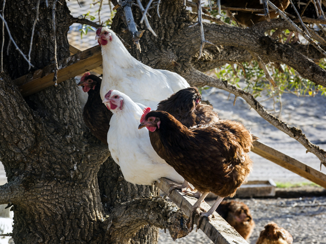 A chickens perch on a pecan tree at the T&T Ranch in Amargosa Valley on Tuesday, Nov. 22, 2016. The family is raising organic free range egg laying chickens. Jeff Scheid/Las Vegas Review-Journ ...