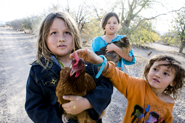 Mason DeLee, 7, and sister May Lee DeLee, 9, holds chickens while brother Meyer DeLee,5, pets one in Amargosa Valley on Tuesday, Nov. 22, 2016. The family is raising organic free range egg laying ...