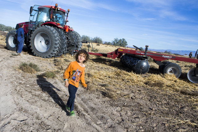 Meyer DeLee, 5, stands beside a tractor at the family's T&T Ranch in Amargosa Valley on Tuesday, Nov. 22, 2016. The grain is used to feed organic free range egg laying chickens. Jeff Scheid/La ...