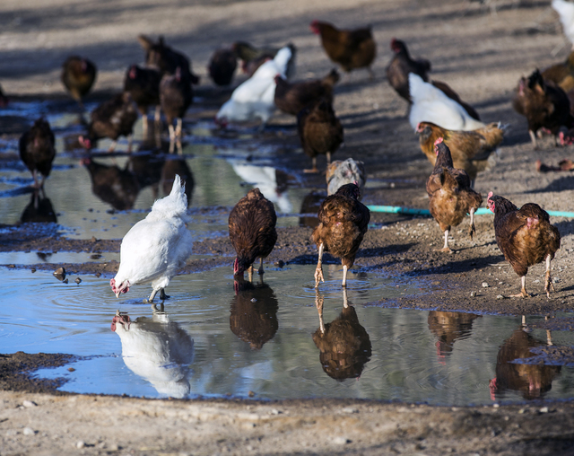 A chickens stand around a water hole at the T&T Ranch in Amargosa Valley on Tuesday, Nov. 22, 2016. The family is raising organic free range egg laying chickens. Jeff Scheid/Las Vegas Review-J ...