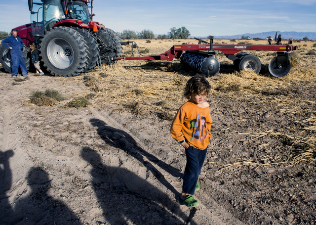 Meyer DeLee, 5, stands beside a tractor at the family's T&T Ranch in Amargosa Valley on Tuesday, Nov. 22, 2016. The grain is used to feed free range organic egg laying chickens.Jeff Scheid/Las ...