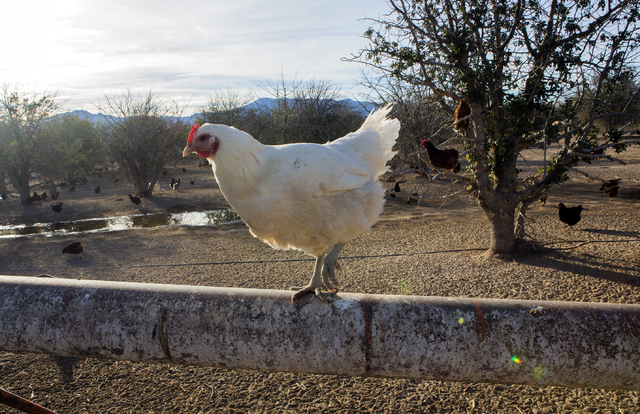 A chicken stands on a pipe at the T&T Ranch in Amargosa Valley on Tuesday, Nov. 22, 2016. The family is raising organic free range egg laying chickens. Jeff Scheid/Las Vegas Review-Journal Fol ...