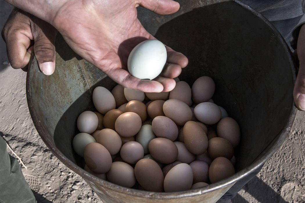 Brett Ottolenghi, left, owner of  Artisanal Foods, holds a  fresh free range organic eggs at farm in Amargosa Valley on Tuesday, Nov. 22, 2016. Jeff Scheid/Las Vegas Review-Journal Follow @jeffscheid