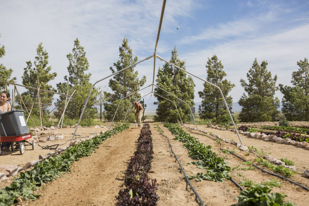 Desert Bloom Eco Farm laborer Raul Portal creates new lines in the soil on the farm in Tecopa, Calif. Thursday, March 23, 2017. (Elizabeth Brumley/Las Vegas Review-Journal) @EliPagePhoto