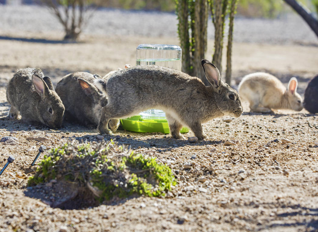 Feral rabbits eat greens left by volunteers with "Bunnies Matter" on Sunday, April 2, 2017, east of CSN Library, in Las Vegas. Benjamin Hager Las Vegas Review-Journal @benjaminhphoto