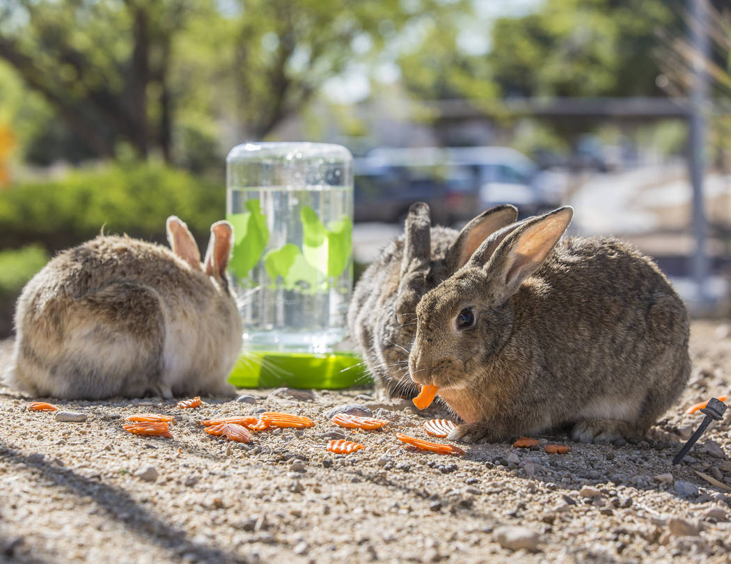 Feral rabbits eat greens left by volunteers with &quot;Bunnies Matter&quot; on Sunday, April 2, 2017, east of CSN Library, in Las Vegas. Benjamin Hager Las Vegas Review-Journal @benjaminhphoto