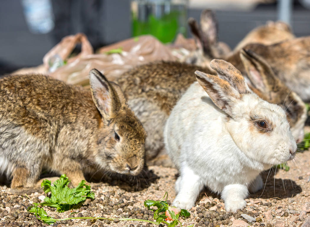Feral rabbits eat greens left by volunteers with "Bunnies Matter" on Sunday, April 2, 2017, east of CSN Library, in Las Vegas. Benjamin Hager Las Vegas Review-Journal @benjaminhphoto