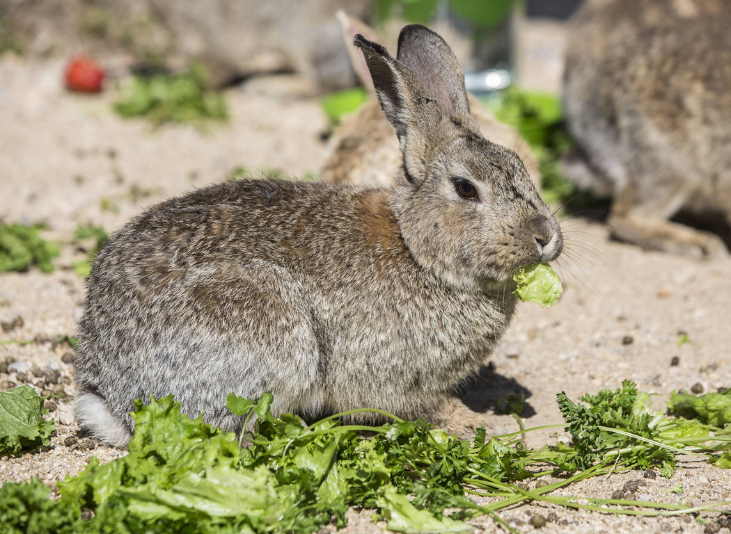 Feral rabbits eat greens left by volunteers with &quot;Bunnies Matter&quot; on Sunday, April 2, 2017, east of CSN Library, in Las Vegas. Benjamin Hager Las Vegas Review-Journal @benjaminhphoto