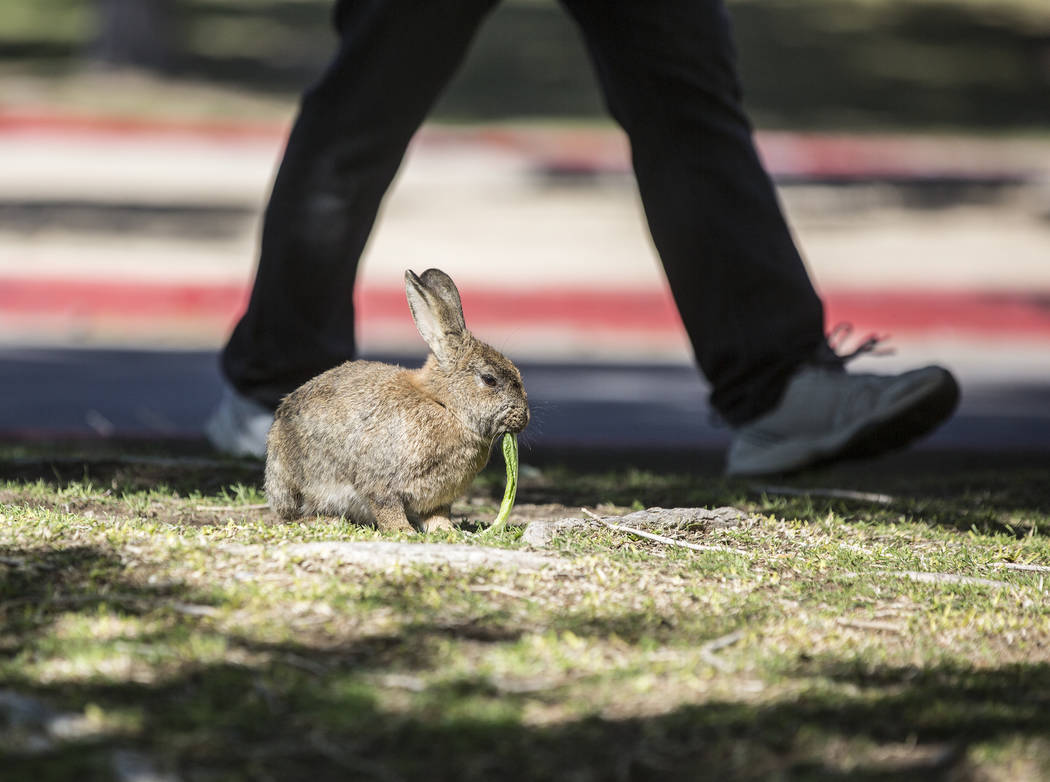 A pedestrian passes by a feral rabbit eating greens left by volunteers with &quot;Bunnies Matter&quot; on Sunday, April 2, 2017, east of CSN Library, in Las Vegas. Benjamin Hager Las Vegas ...