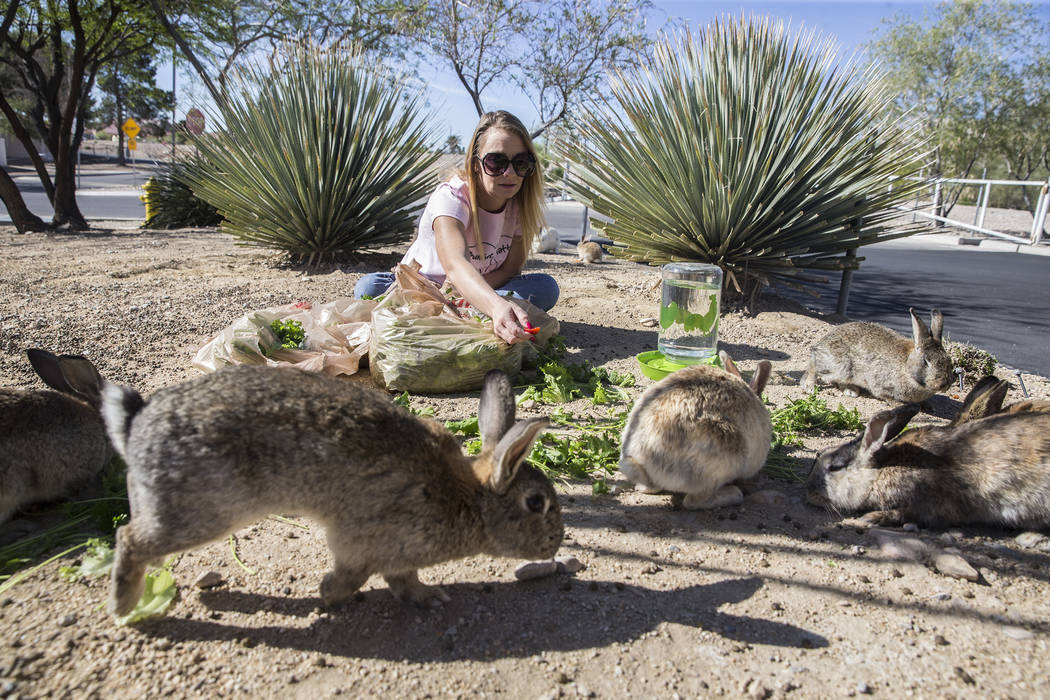 Stacey Taylor, a volunteer with &quot;Bunnies Matter,&quot; feeds feral rabbits in a field east of CSN Library on Sunday, April 2, 2017, in Las Vegas. Benjamin Hager Las Vegas Review-Journ ...