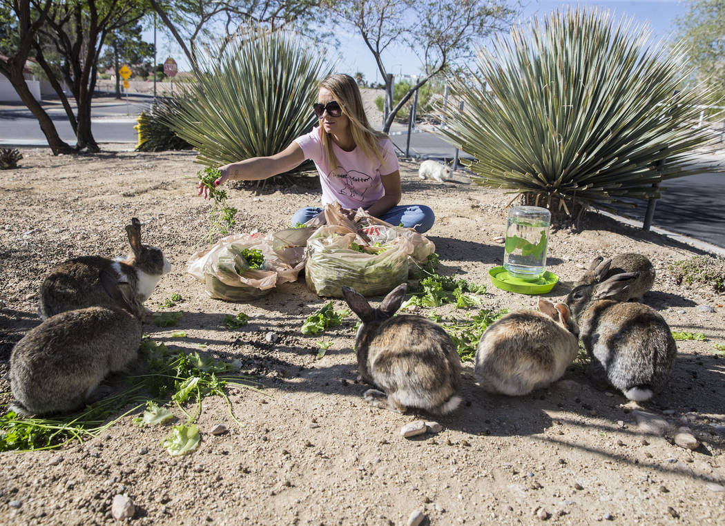 Stacey Taylor, a volunteer with &quot;Bunnies Matter,&quot; feeds feral rabbits in a field east of CSN Library on Sunday, April 2, 2017, in Las Vegas. Benjamin Hager Las Vegas Review-Journ ...