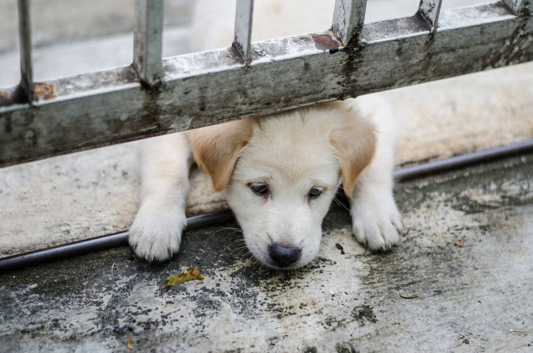 pet proof gate