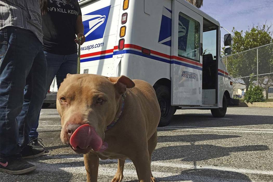 A pitbull named Lucy participates a the U.S. Postal Service "National Dog Bite Prevention Week" during an awareness event in at the YMCA in Los Angeles Thursday, April 6, 2017. (Amanda Lee Myers)