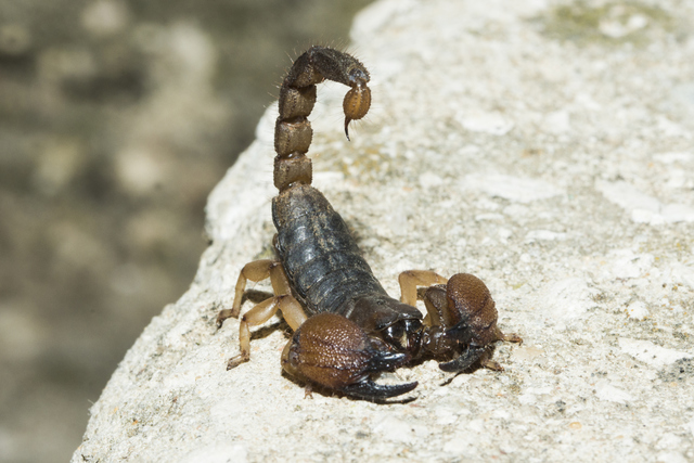 Scorpion (Thinkstock)