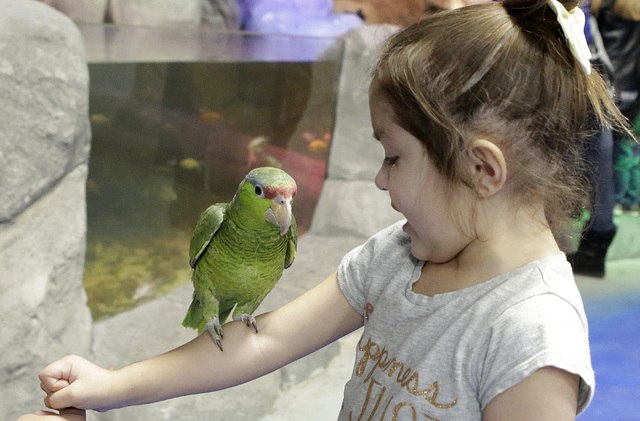Addison Molony, 4, reacts as a parrot uses her arm for a perch at the Boulevard Mall's new SeaQuest Interactive Aquarium. (Bizuayehu Tesfaye/Las Vegas Review-Journal) @bizutesfaye