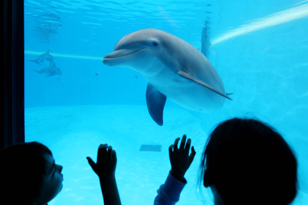 Remy Carlton, 5, left, and Cydney Carlton, 8, gaze at the dolphins at Siegfried & Roy's Secret Garden and Dolphin Habitat at The Mirage in Las Vegas, Monday, April 17, 2017. Elizabeth Brumley  ...