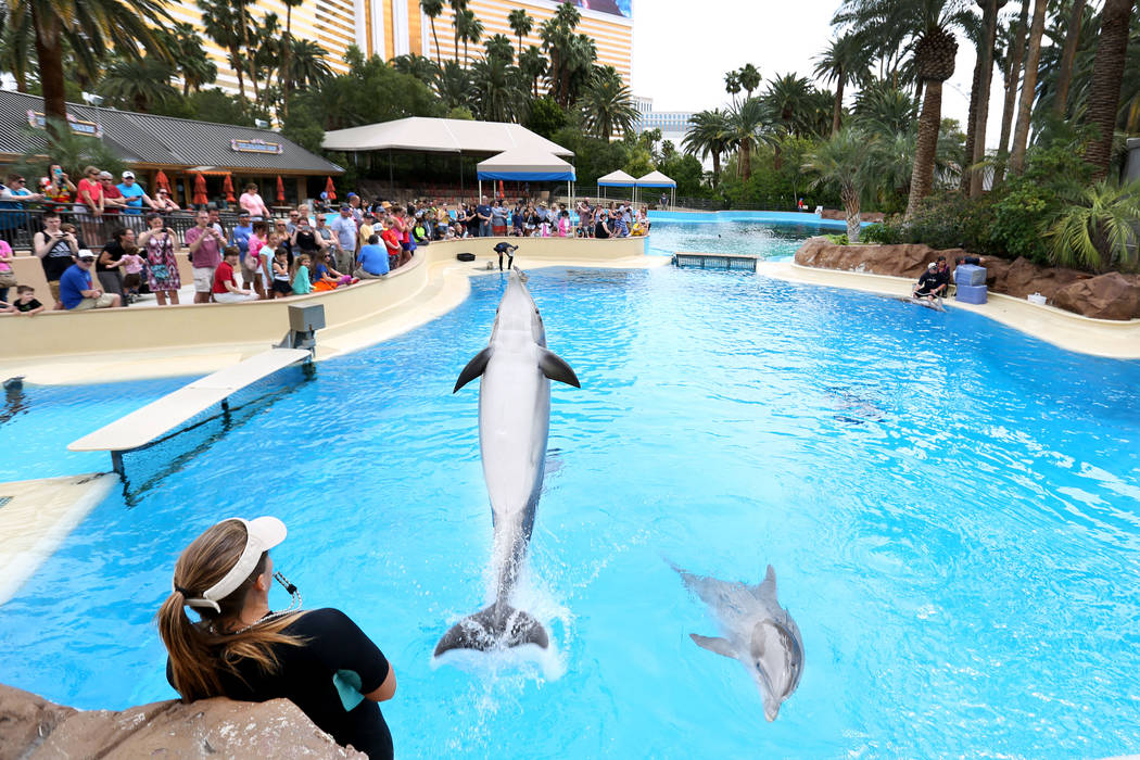 Animal care specialist Amanda Meyers instructs dolphins at the Siegfried & Roy's Secret Garden and Dolphin Habitat at The Mirage in Las Vegas, Monday, April 17, 2017. Elizabeth Brumley Las Veg ...