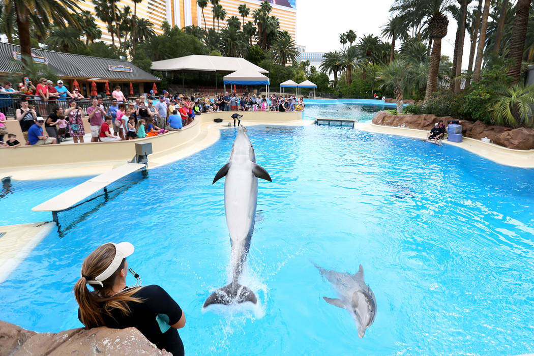 Secret Garden attraction at The Mirage earns animal welfare certification, The Strip