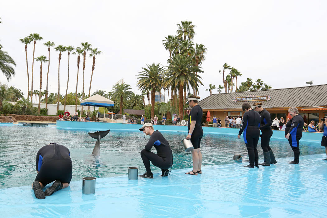 Animal care specialists instructs and feed dolphins at the Siegfried & Roy's Secret Garden and Dolphin Habitat at The Mirage in Las Vegas, Monday, April 17, 2017. Elizabeth Brumley Las Vegas R ...