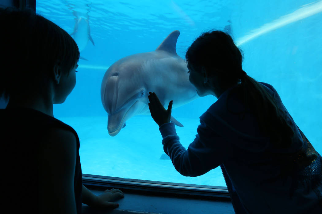 Remy Carlton, 5, left, and Cydney Carlton, 8, gaze at the dolphins at Siegfried & Roy's Secret Garden and Dolphin Habitat at The Mirage in Las Vegas, Monday, April 17, 2017. Elizabeth Brumley  ...