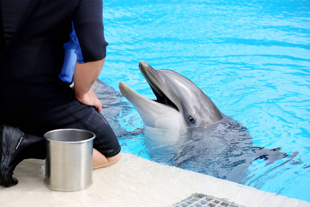 Dolphins are fed by animal care specialists at Siegfried & Roy's Secret Garden and Dolphin Habitat at The Mirage in Las Vegas, Monday, April 17, 2017. Elizabeth Brumley Las Vegas Review-Journa ...