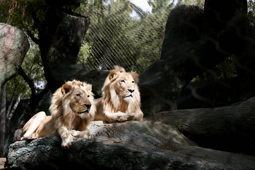 White Lions of Timbavati, Freedom, left, and Timba-Masai rest at the Siegfried & Roy's Secret Garden and Dolphin Habitat at The Mirage in Las Vegas, Monday, April 17, 2017. Elizabeth Brumley L ...