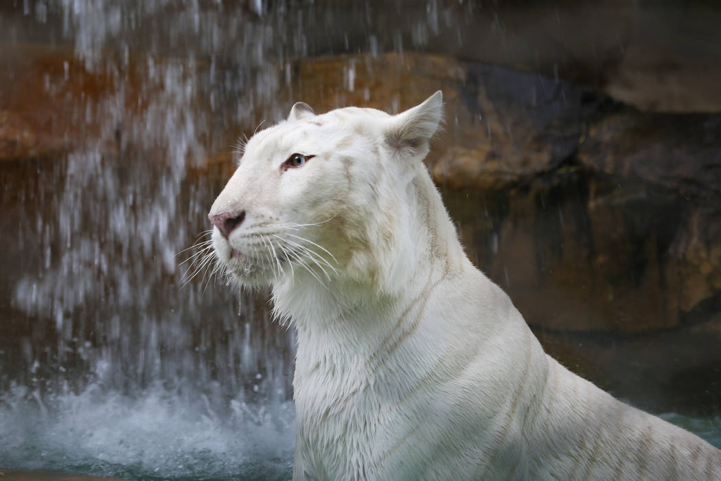 Indira the Snow White Bengal Tiger at the Siegfried & Roy's Secret Garden and Dolphin Habitat at The Mirage in Las Vegas, Monday, April 17, 2017. Elizabeth Brumley Las Vegas Review-Journal @El ...