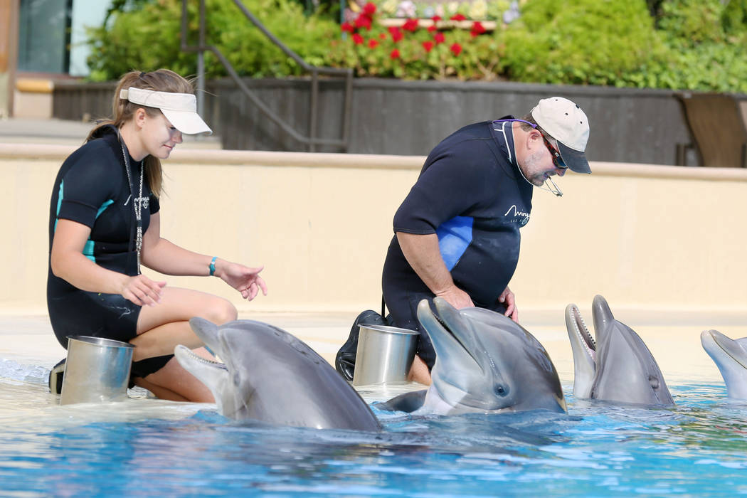 Animal care specialists Amanda Meyers, left, and Greg Sabataso feed dolphins at Siegfried & Roy's Secret Garden and Dolphin Habitat at The Mirage in Las Vegas, Monday, April 17, 2017. Elizabet ...