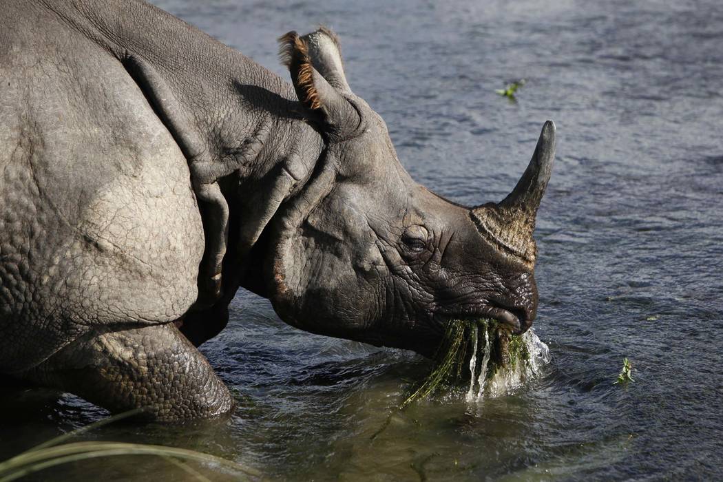 A greater one horned rhino eats water plants from a river in Janakauli community forest bordering Chitwan National Park, Nepal. (Gemunu Amarasinghe/AP, file)