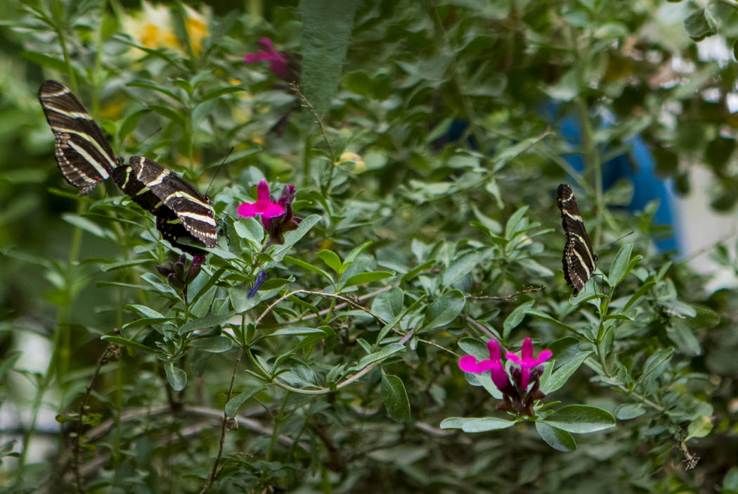 It’s butterfly season at Springs Preserve — VIDEO Las Vegas Review