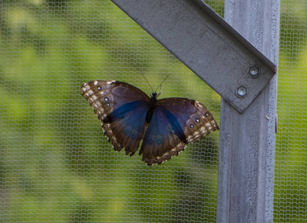 It’s butterfly season at Springs Preserve — VIDEO Las Vegas Review