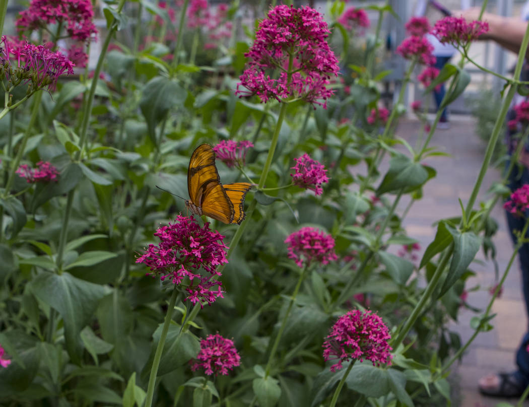 It’s butterfly season at Springs Preserve — VIDEO Las Vegas Review