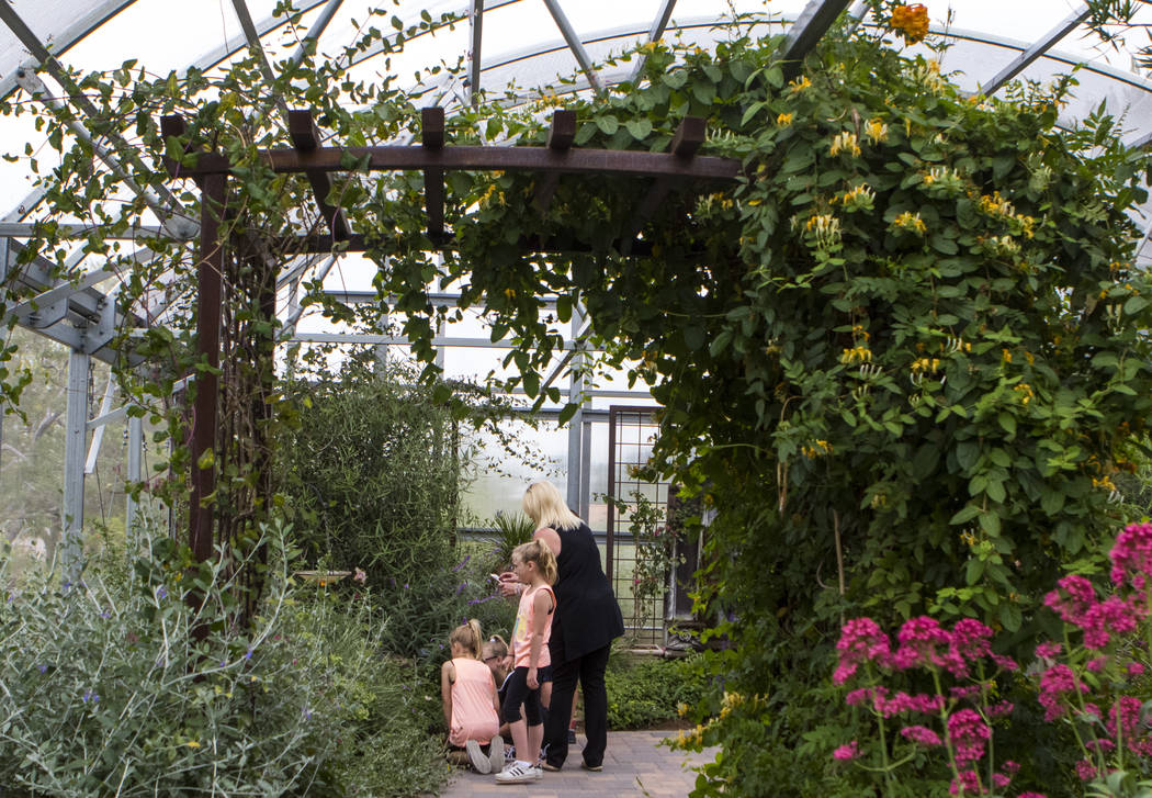 It’s butterfly season at Springs Preserve — VIDEO Las Vegas Review